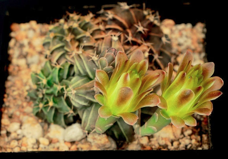 Gymnocalycium mihanovichii